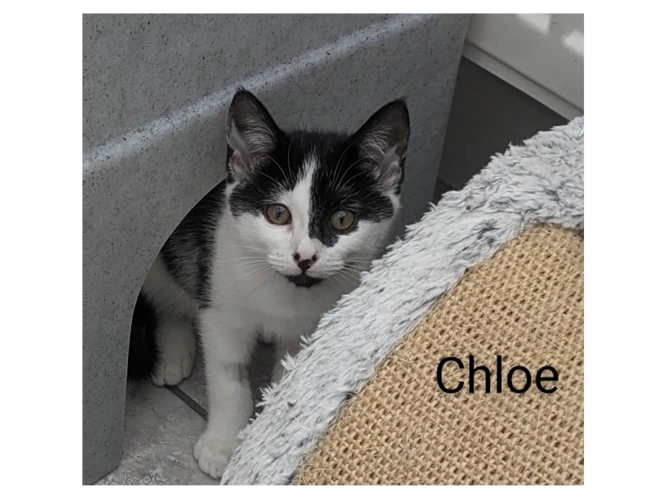 Chloe