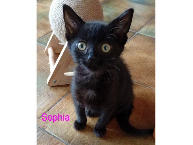 SOPHIA