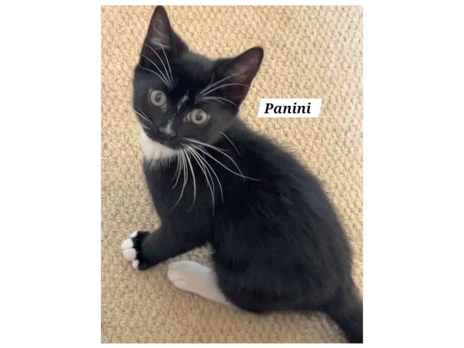 PANINI