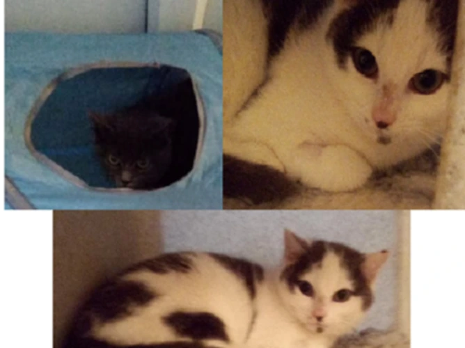 TRIO OF FERAL KITTENS