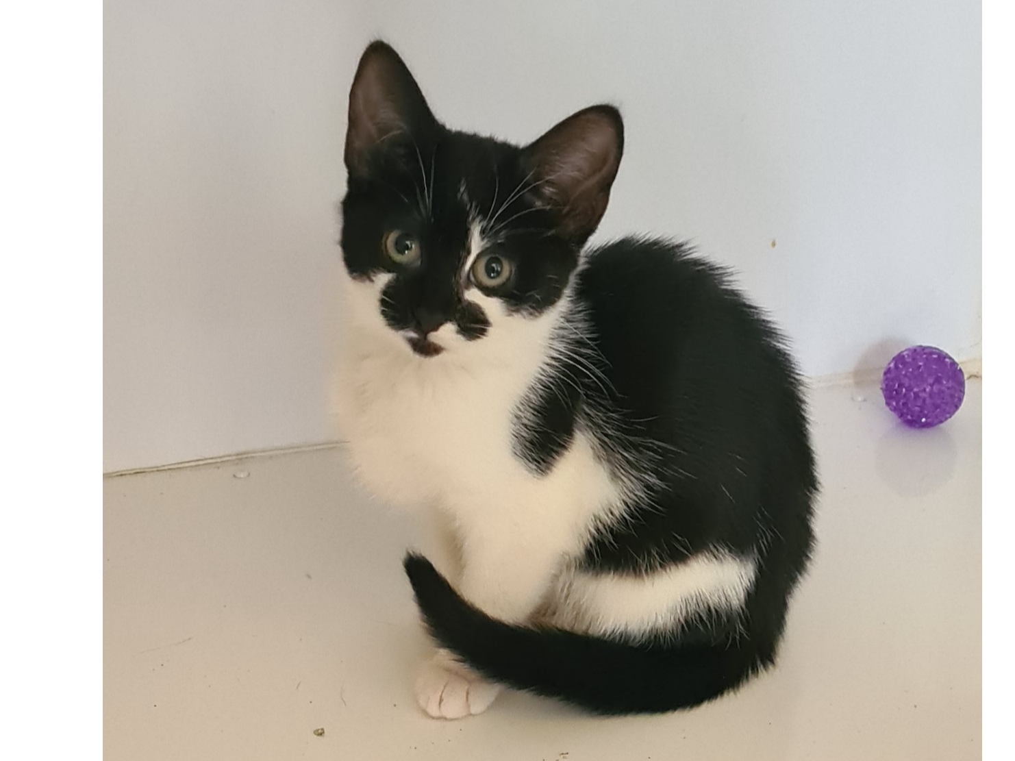 Find a cat near you Adopt a cat Cats Protection