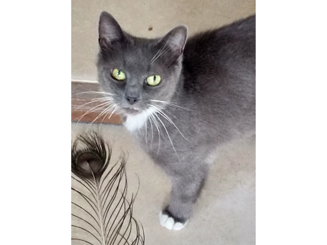 Tia