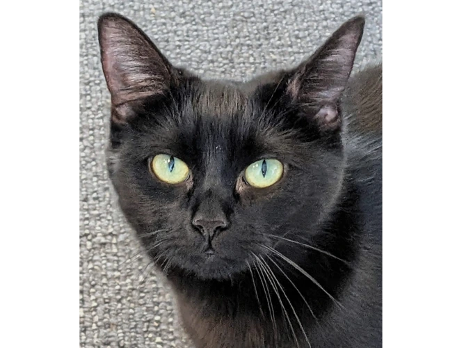 Sooty