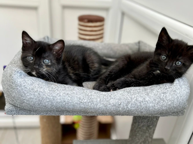 Bruce and Bramble
