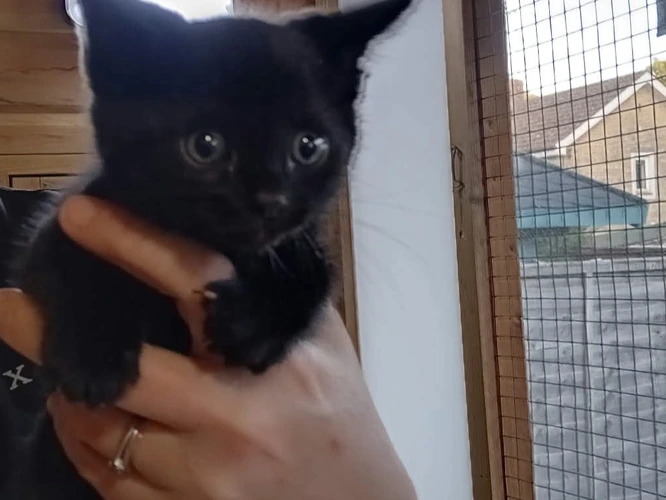 2 Kittens