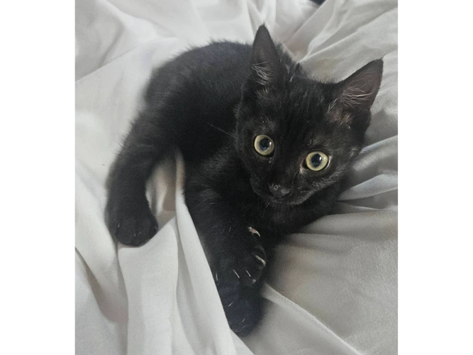 TINKERBELL