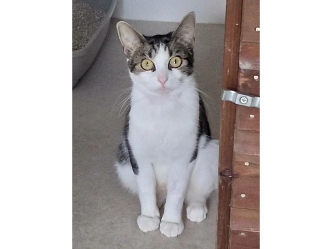 Kit Kat