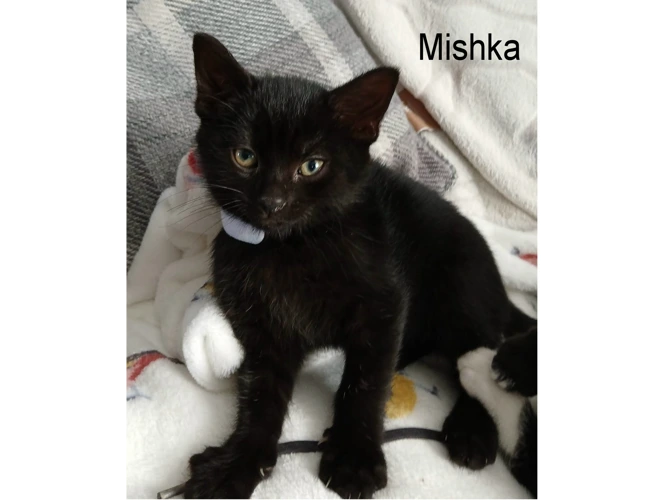 MISHKA