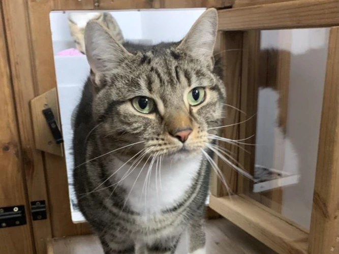 Mo, a boy and Mittens, a girl`