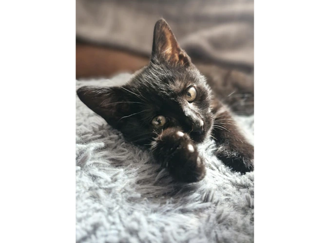 Mr Puddles