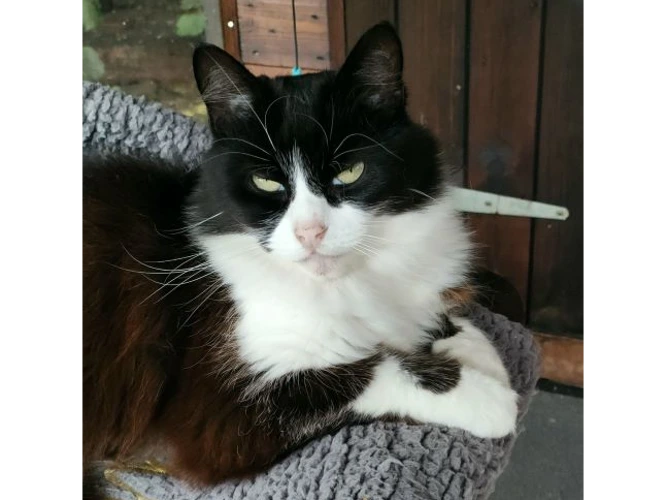 Ella