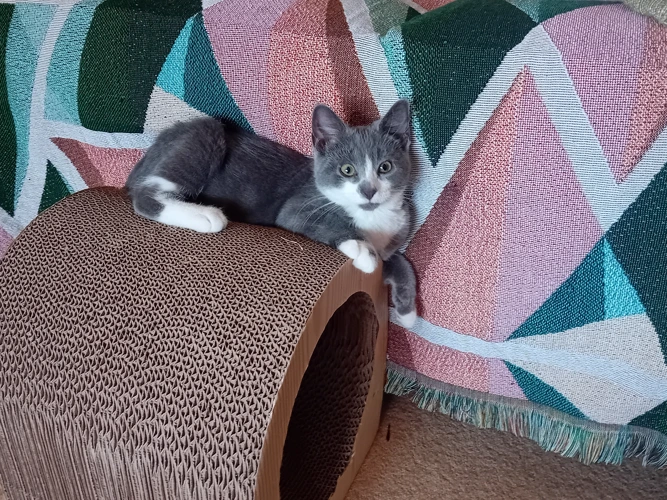 Kiwi