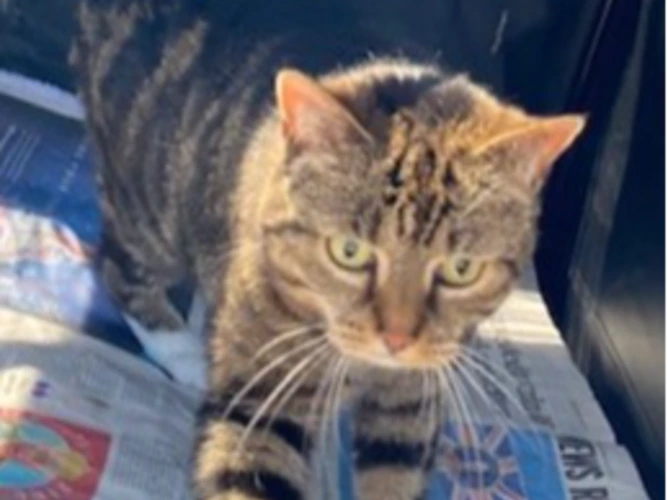 Cats Protection Farnham, Camberley & District Branch