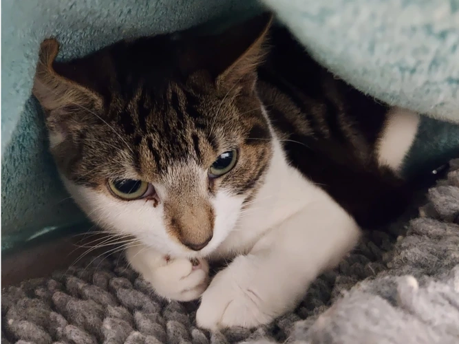 Fizzbang - OUTDOOR HOME NEEDED