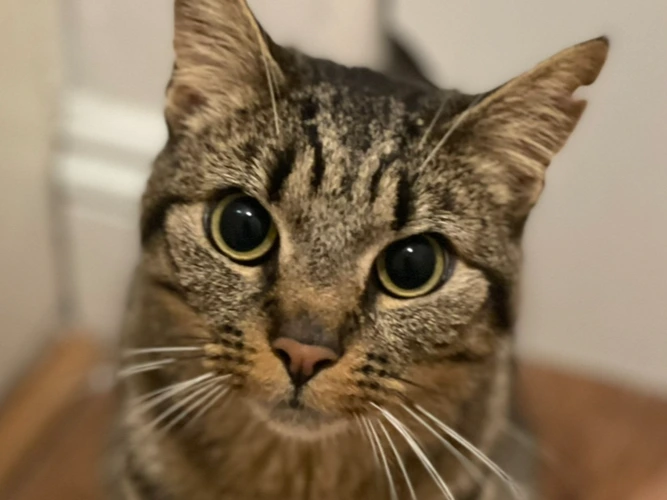 Kiko