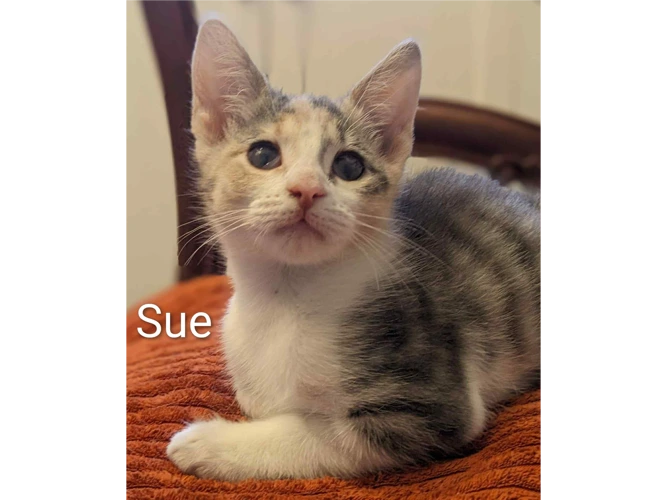 SUE