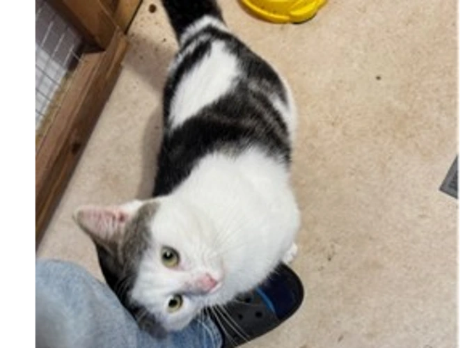 Smudge