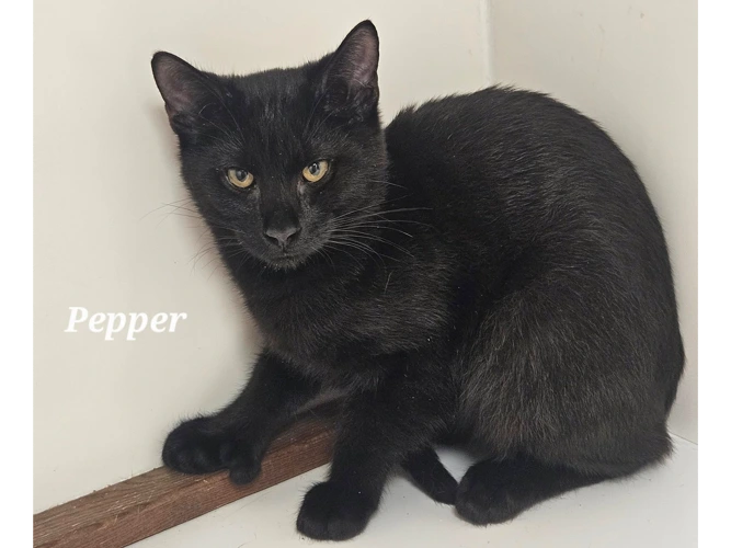 PEPPER