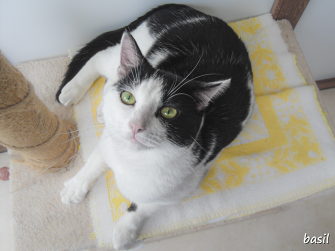 Basil — Domestic Cat