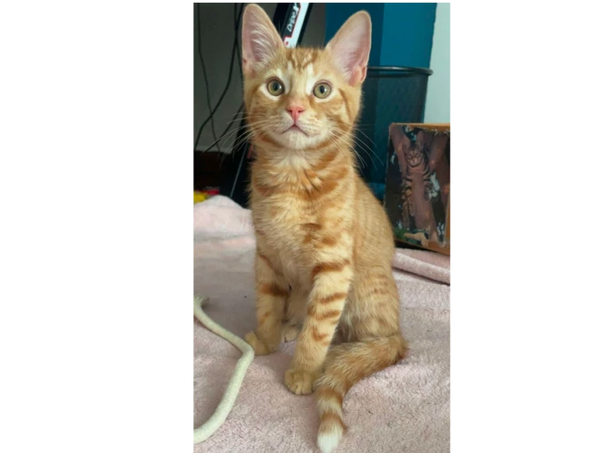 Nacho