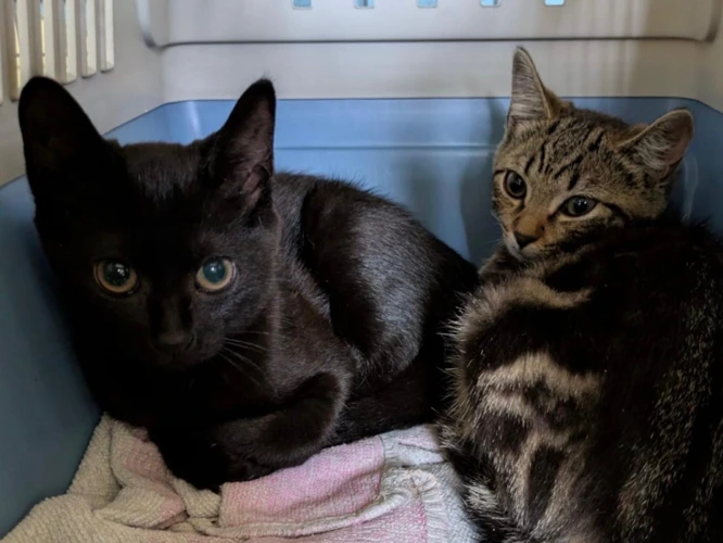 Abigail and Rufus