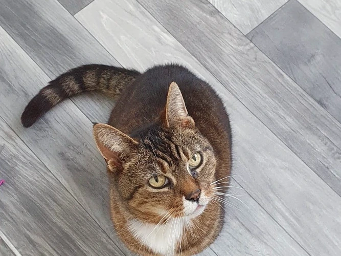 Doris