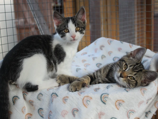 Angus and Chino