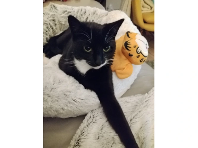Pumpkin
