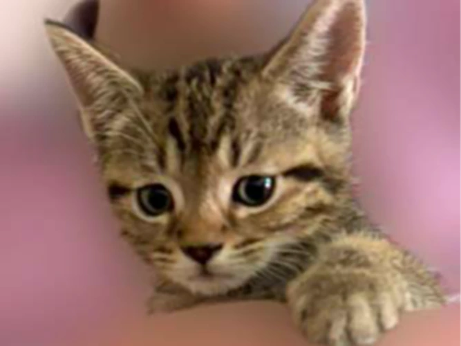 3 KITTENS