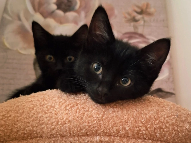 Flopsy, Mopsy and Tiggy