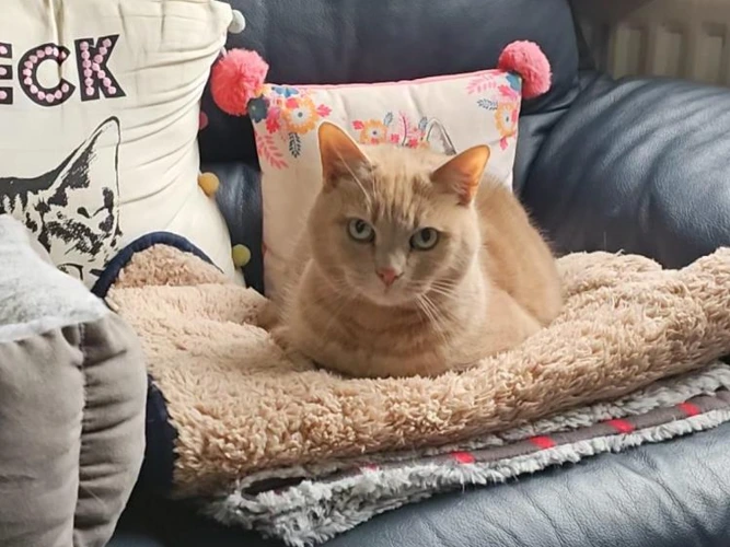 Tammy