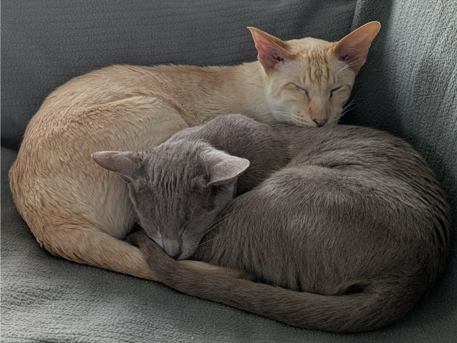 Honey & Chibee — Domestic Cat