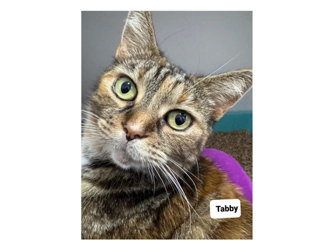 Tabby