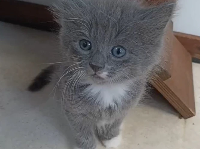 Kittens