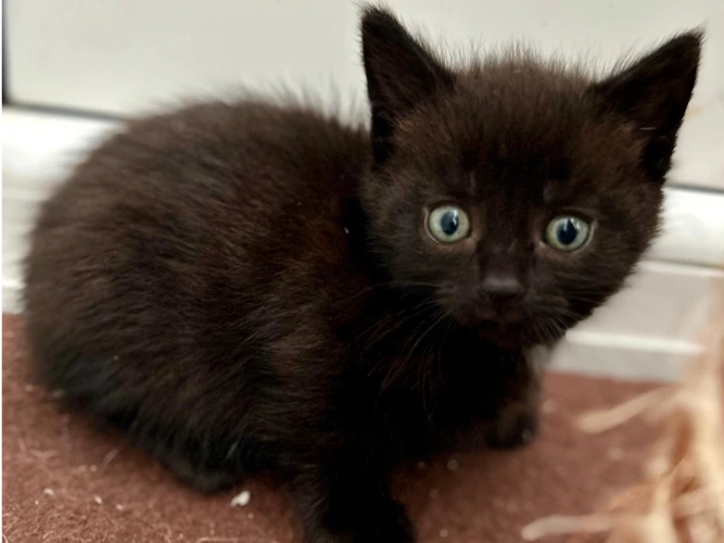 Kittens