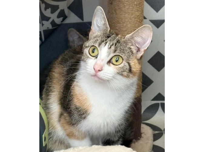 Elsa