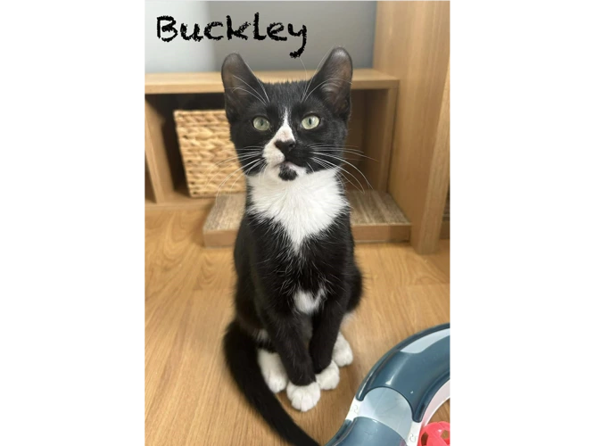 BUCKLEY