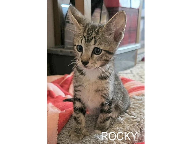 ROCKY