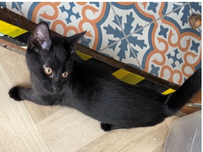 Hugo (see also Harry & Hamish)