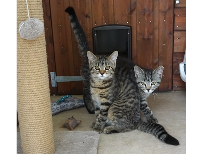 MARIGOLD  & MERLIN