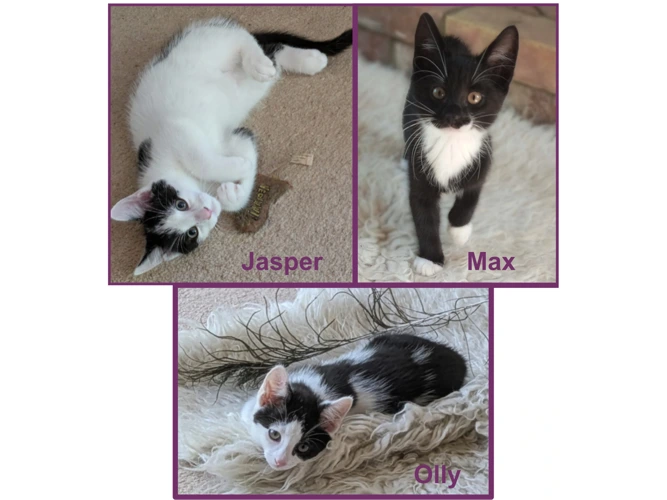 Jasper, Olly & Max