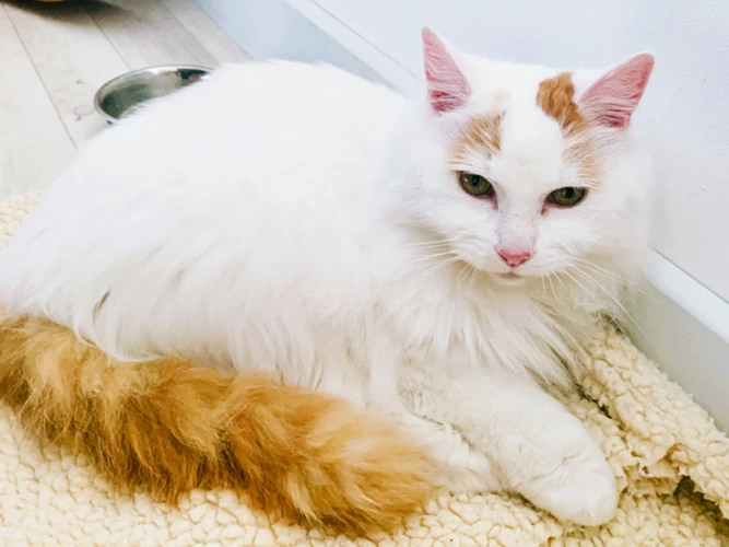 Kitty (Lady K)