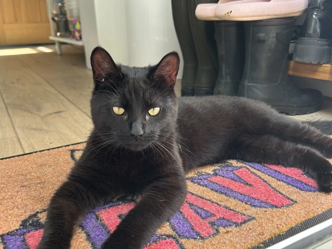 Cats Protection Farnham, Camberley & District Branch