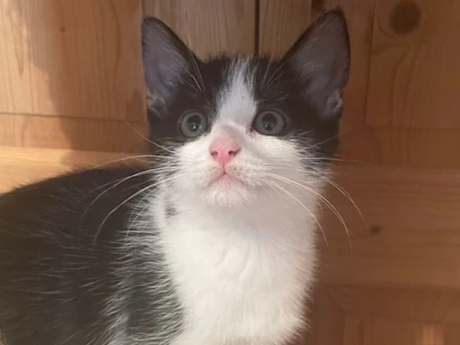 Alfie