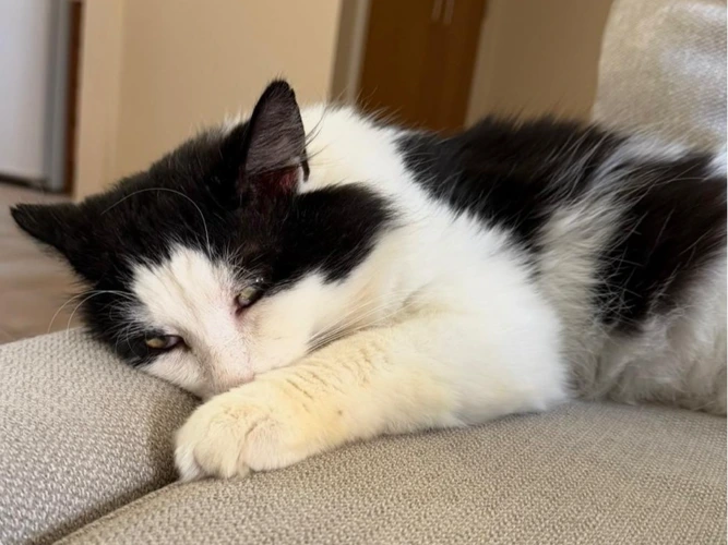 Oliver