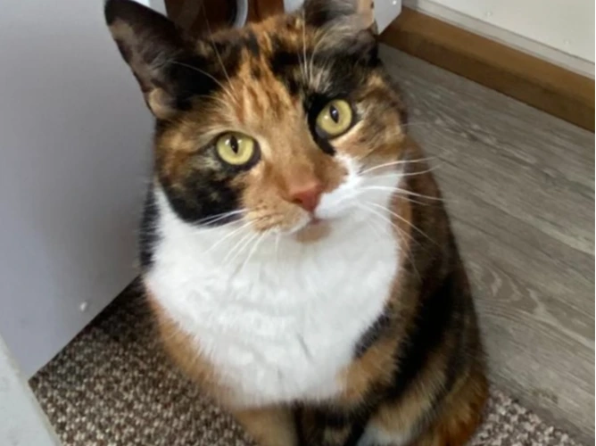 Lily