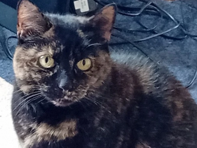 Pooky