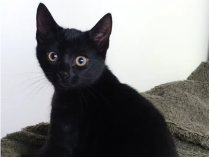 MAGNUS, CORNELIUS and NICHOLAS