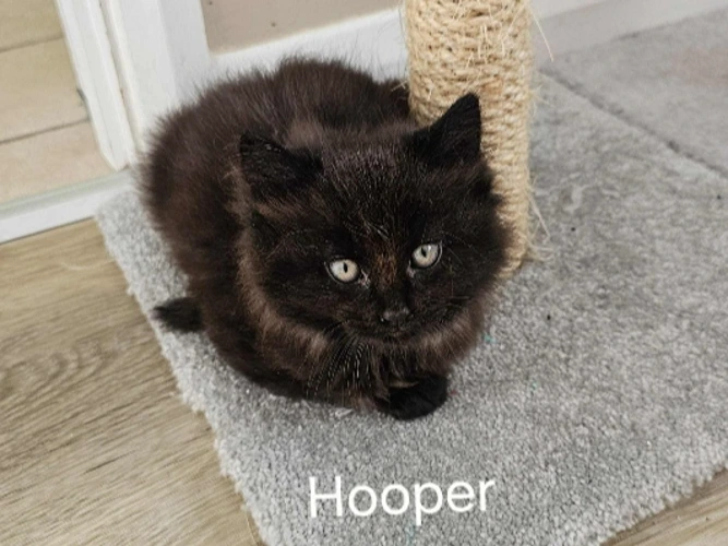 Hooper