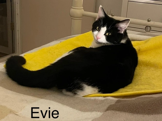Evie